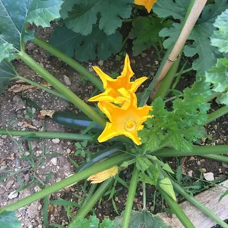 Logis De L'arceau Bed & Breakfast 3*